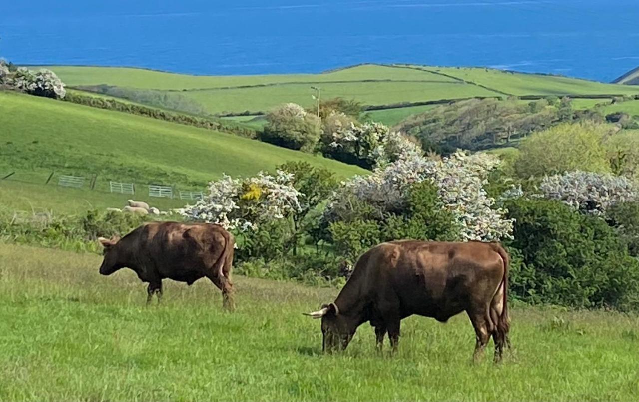 Polrunny Farm Blackberry Cottage - Cornwall Bliss In Sight Of The Sea Боскасл Экстерьер фото